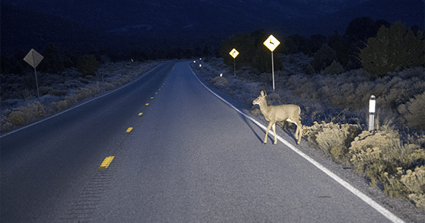 wildlife safety driving