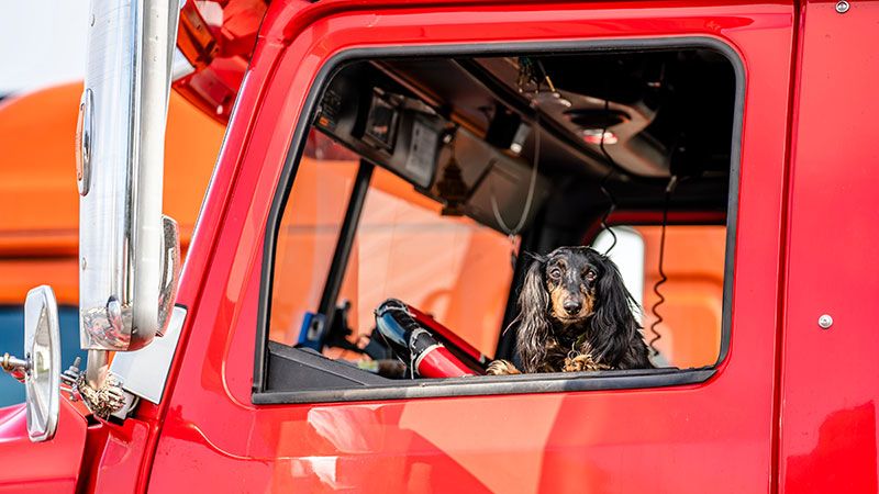 small dog in window of long haul truck